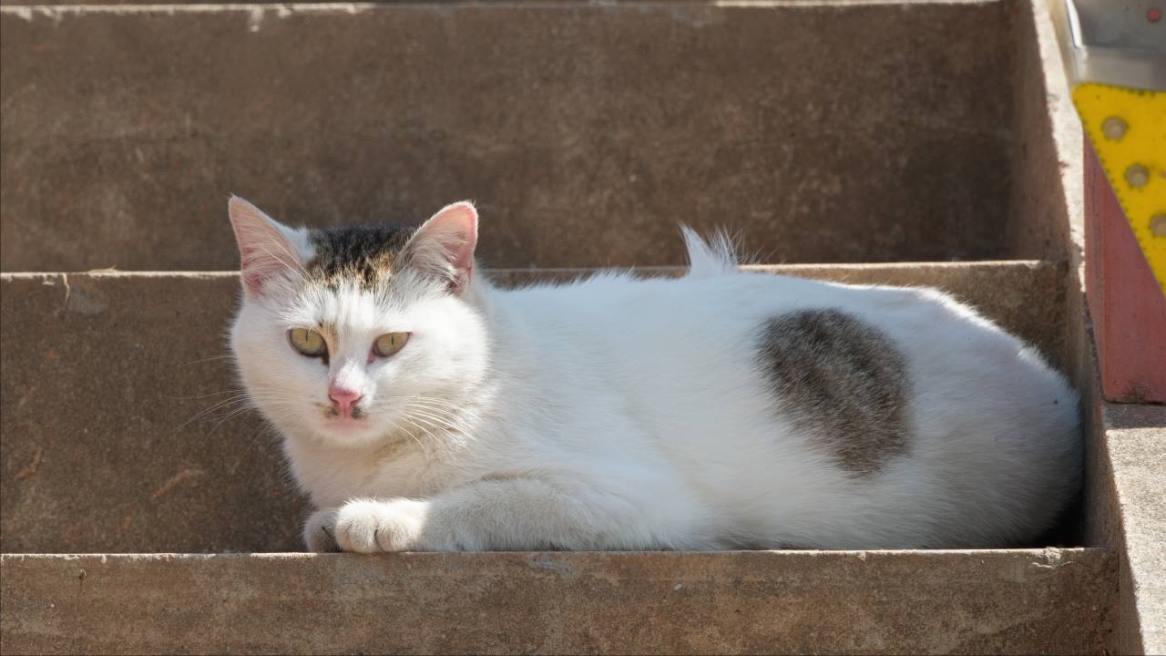 公园的小猫咪流浪猫 17