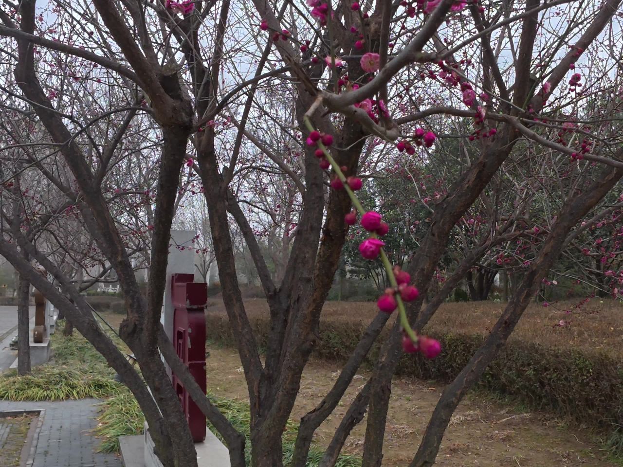 冬日梅花绽放