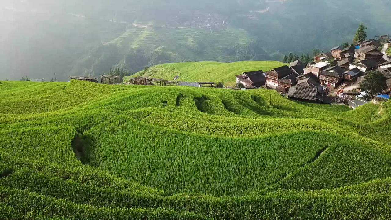 航拍贵州加榜梯田夏季稻田风光