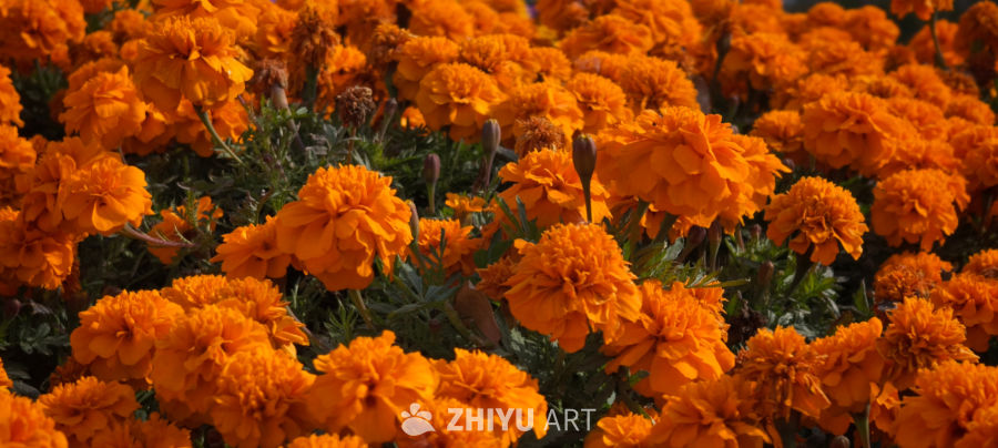 金色菊花迎冬来