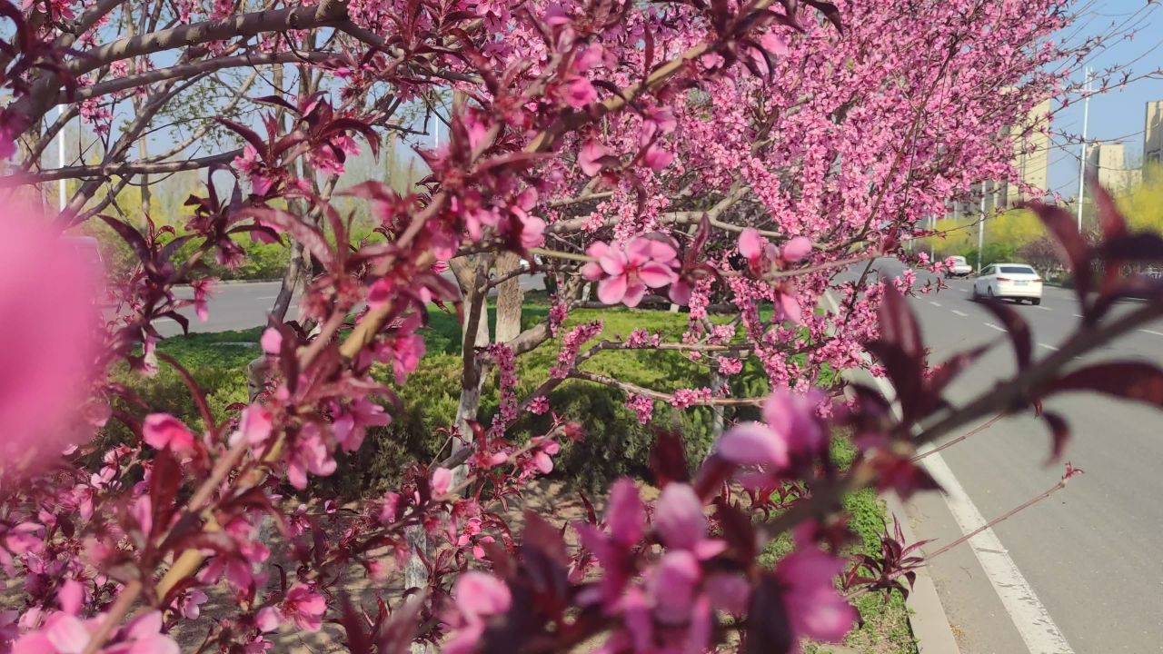 春天 花已开 3