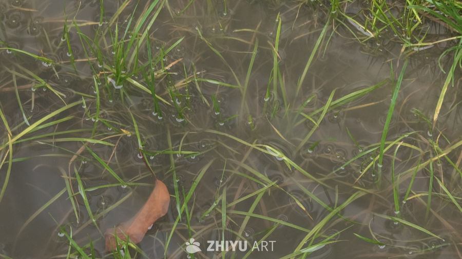 雨后被水淹没的小草