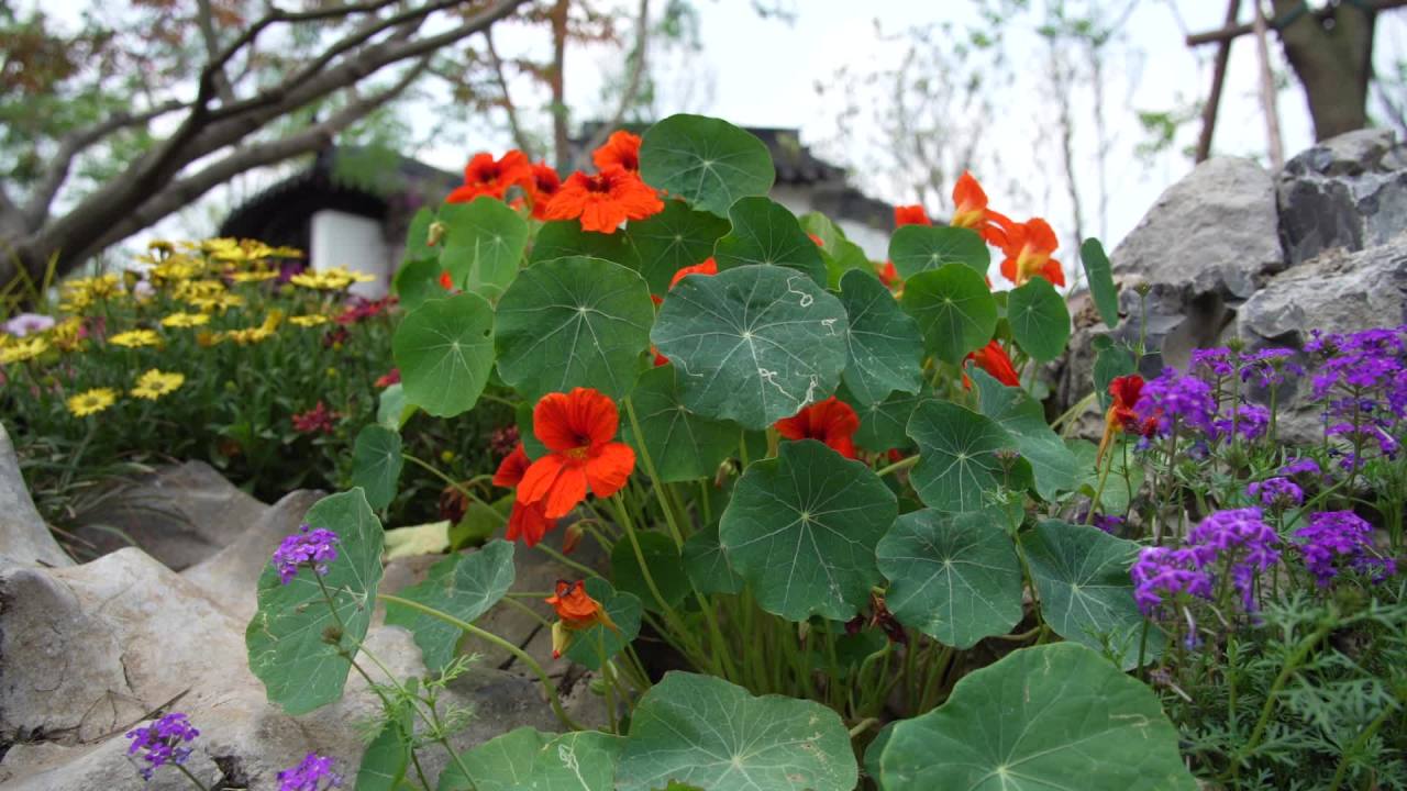 园林里的花花草草 2