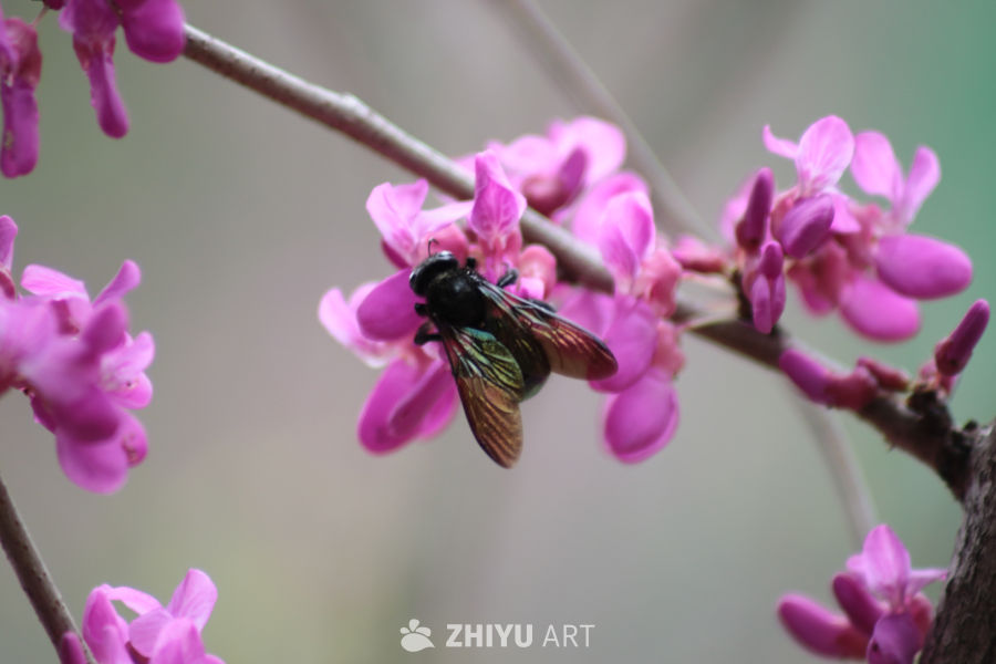 蜜蜂与粉红花海