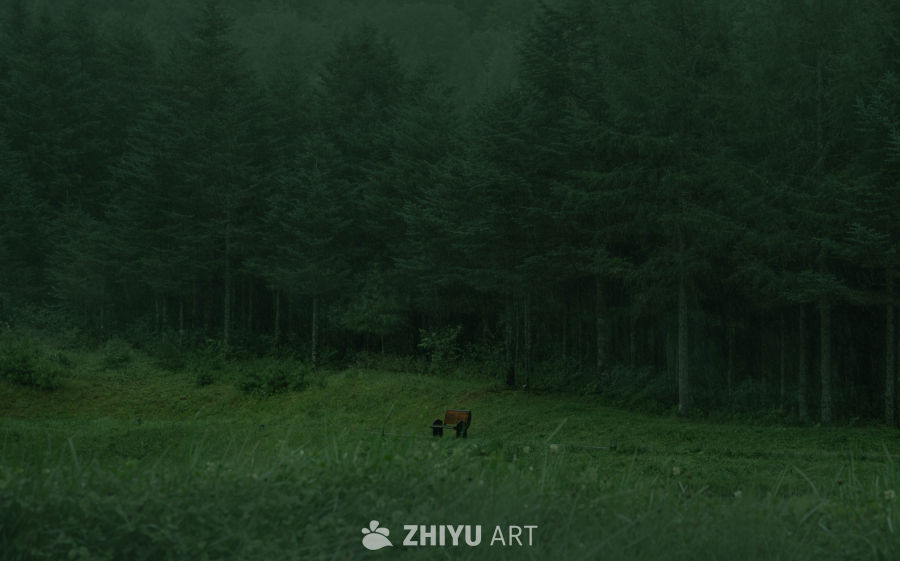 森林中的孤独长椅