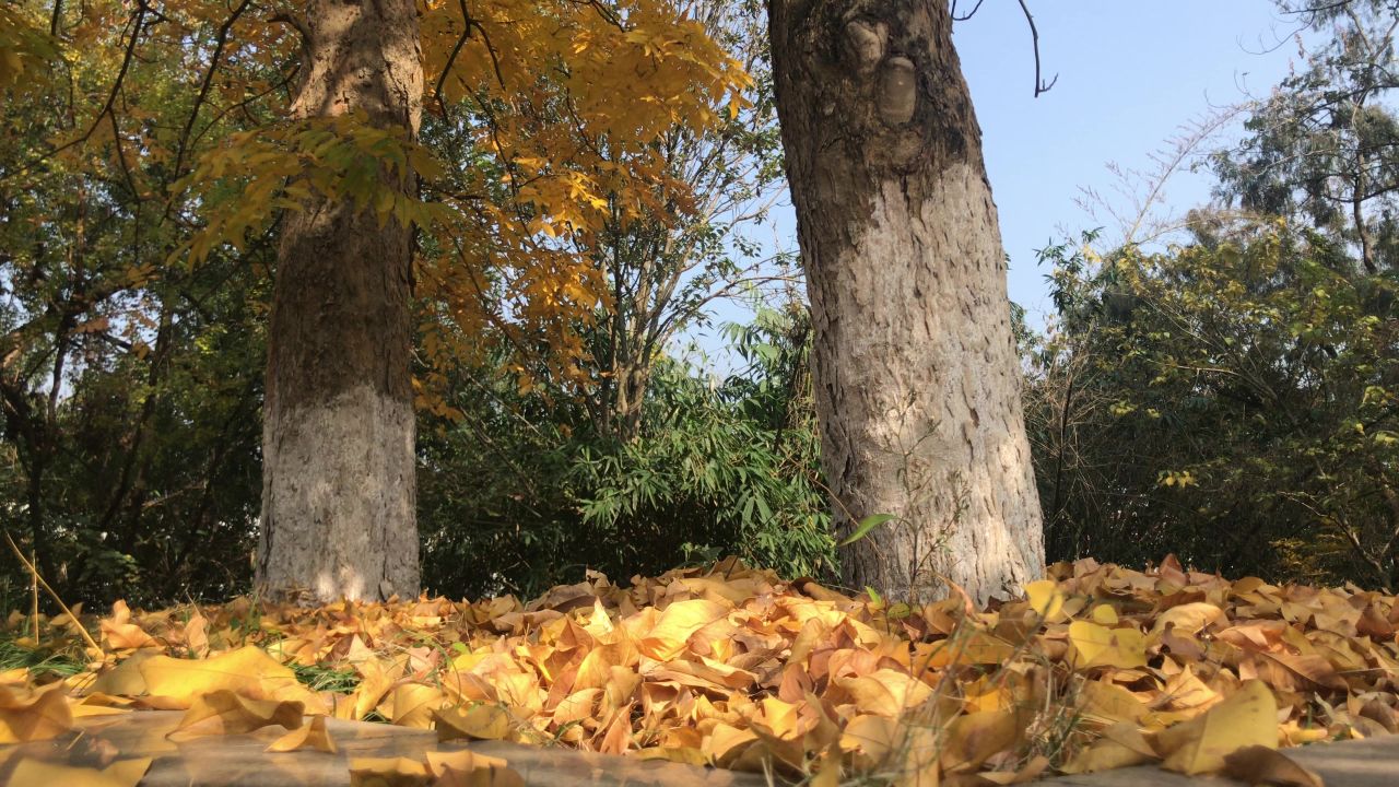 秋意 ▪ 一叶知秋