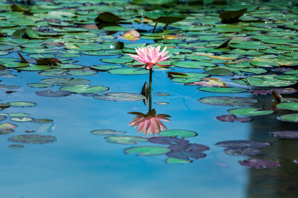 水中花
