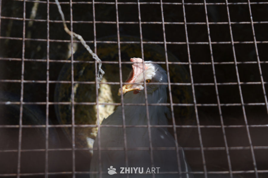 笼中白鸡的凝视