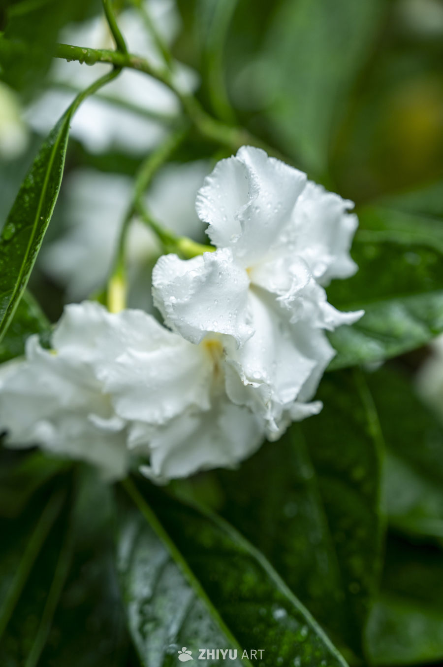 热带植物合集 5