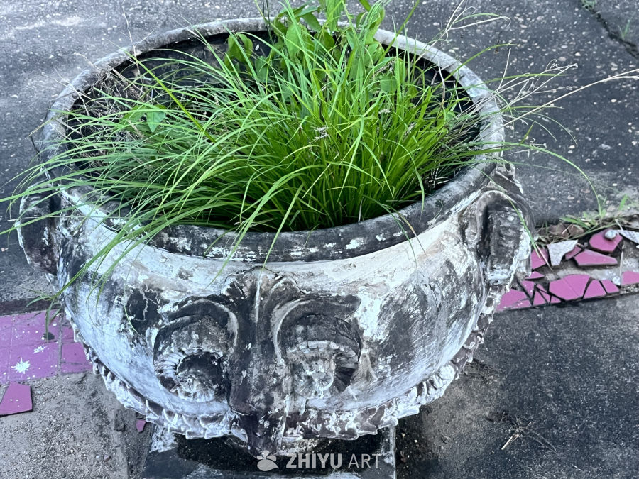 破旧花盆里的绿意