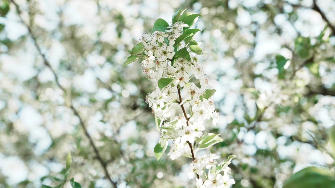 春风中的花枝
