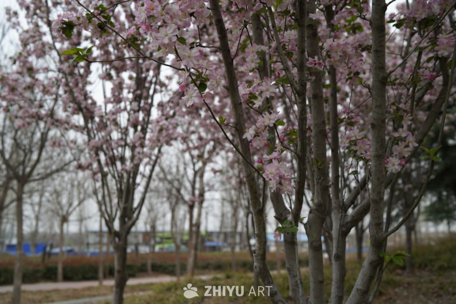 春日樱花树