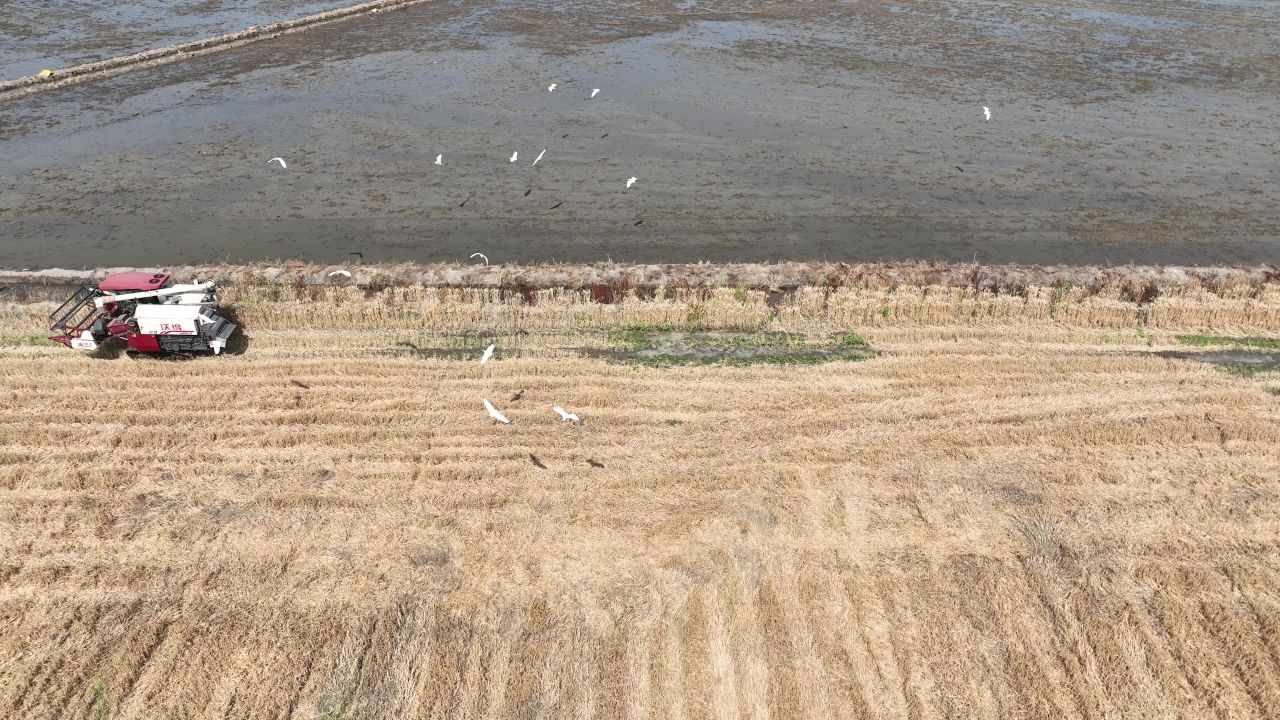 4K航拍昆山农业夏收 1