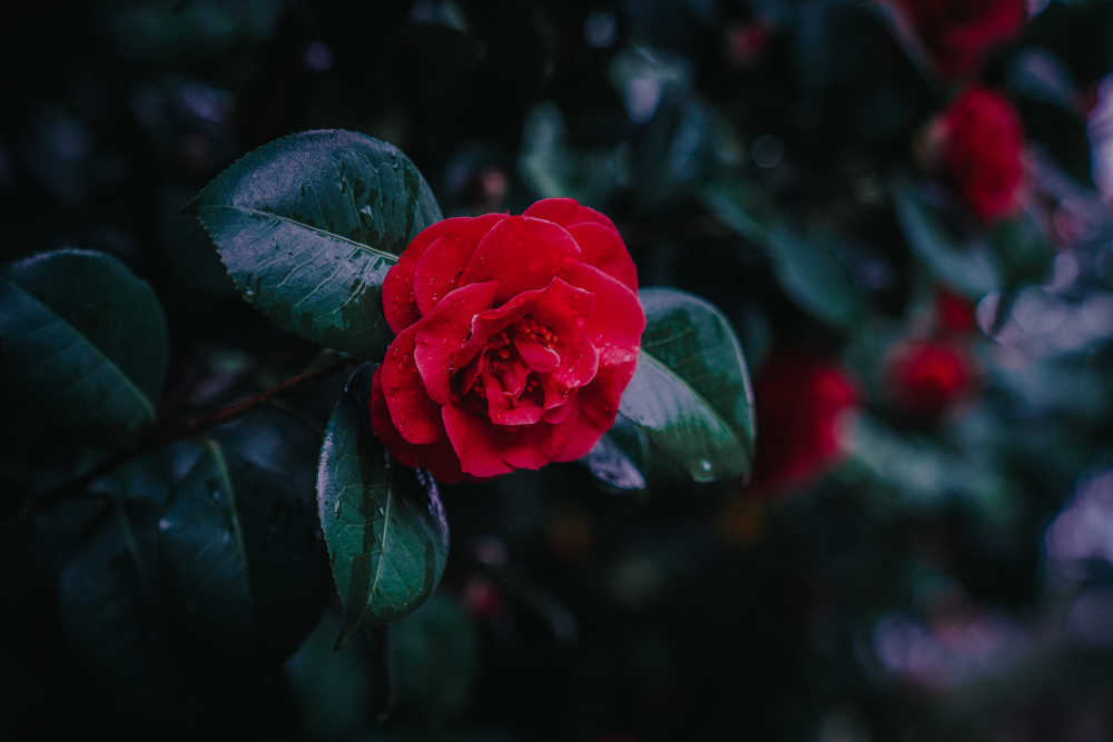 茶花