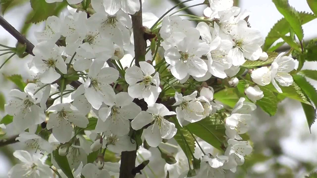 开花鲜花树花瓣