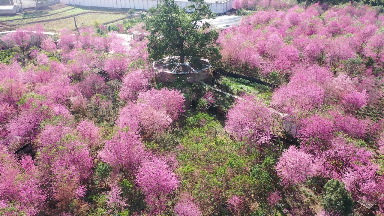 樱花航拍