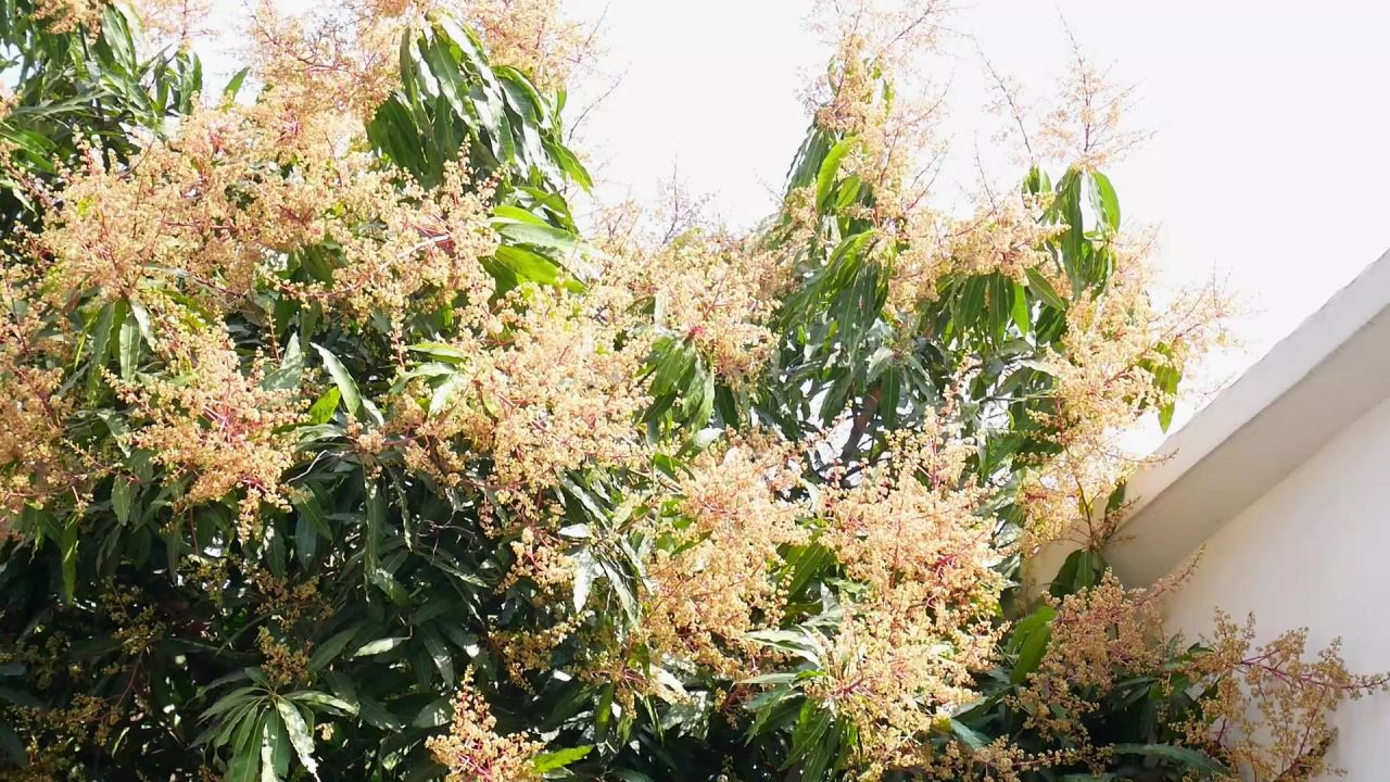 芒果花间鸟嬉戏