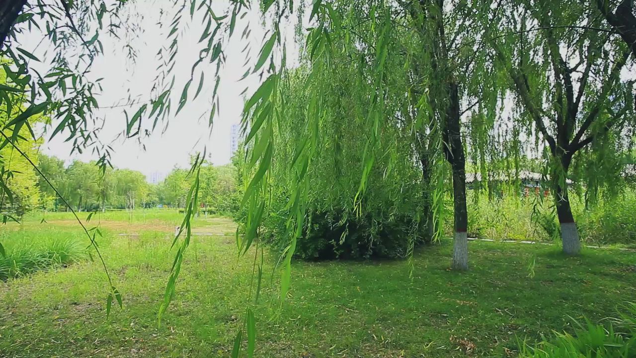 公园风中飘动的柳树