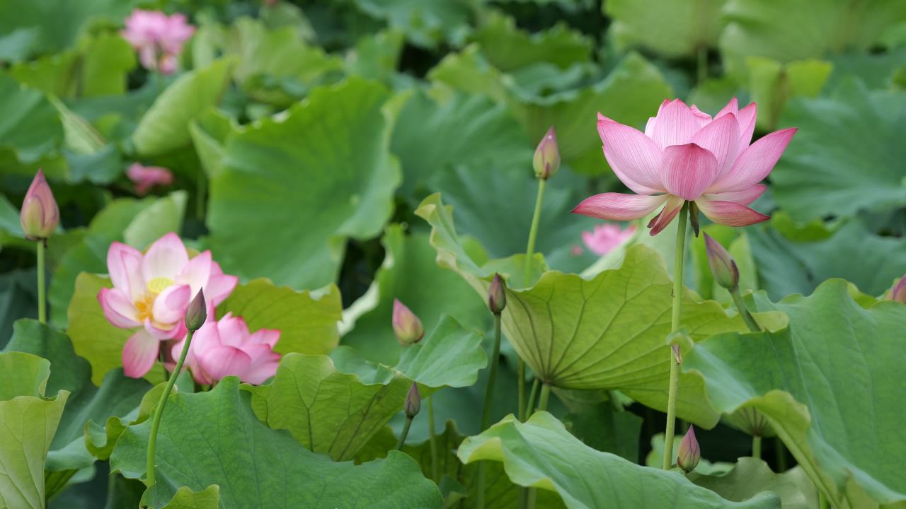 荷花 42