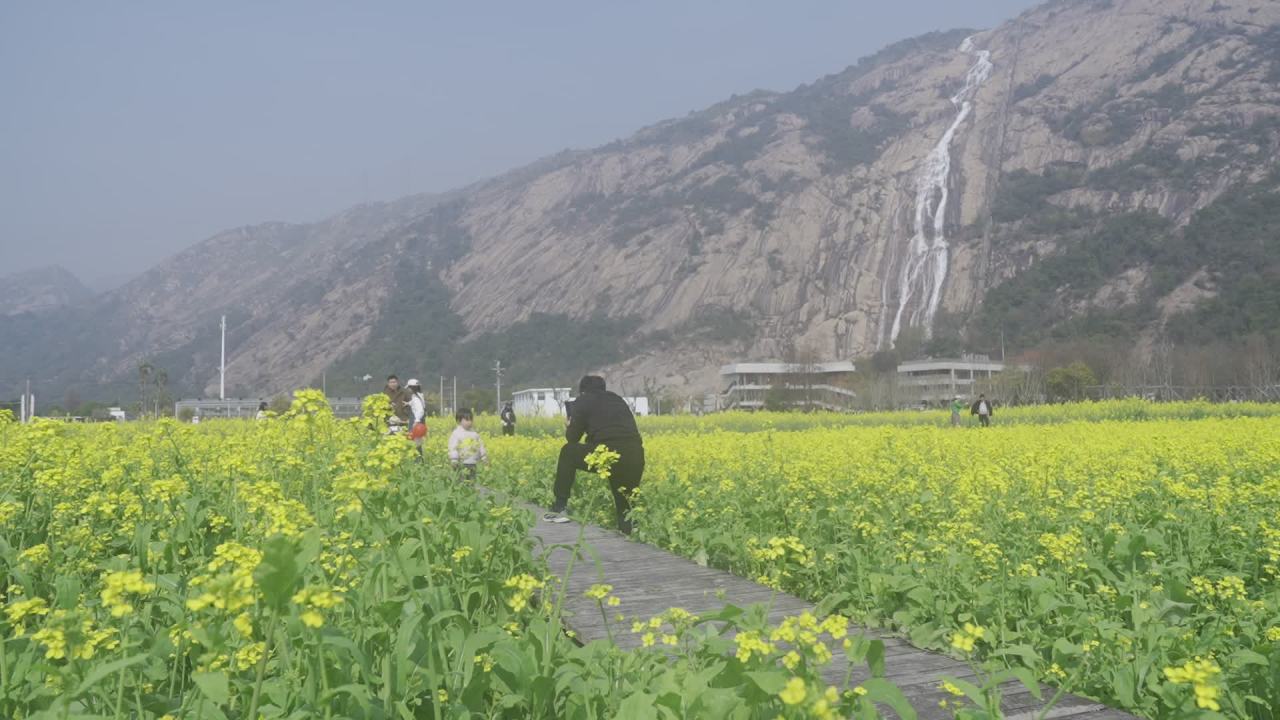 油菜花盛开 18