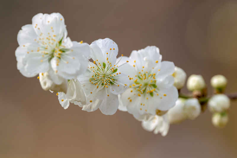 碧桃花