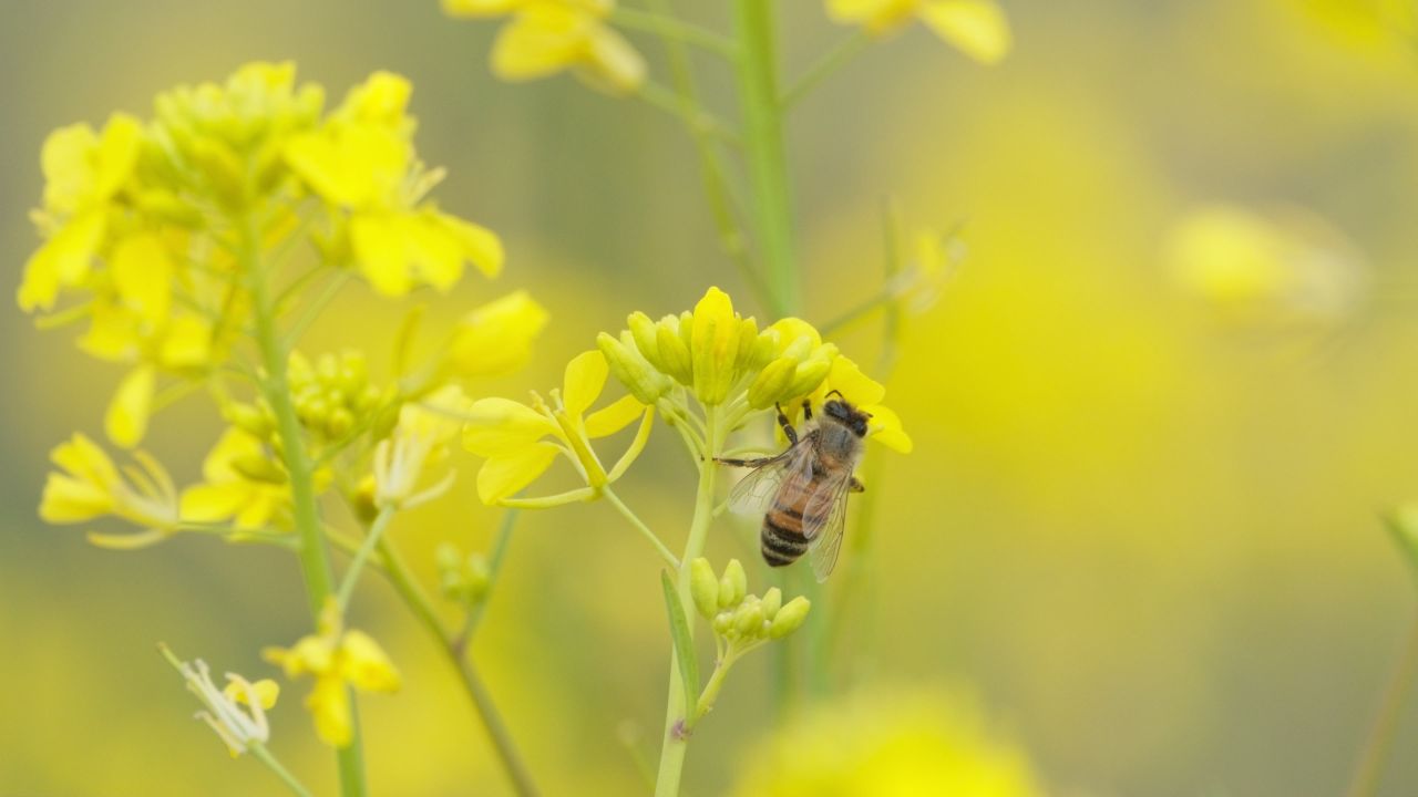 油菜花蜜蜂采蜜特写微距4K实拍