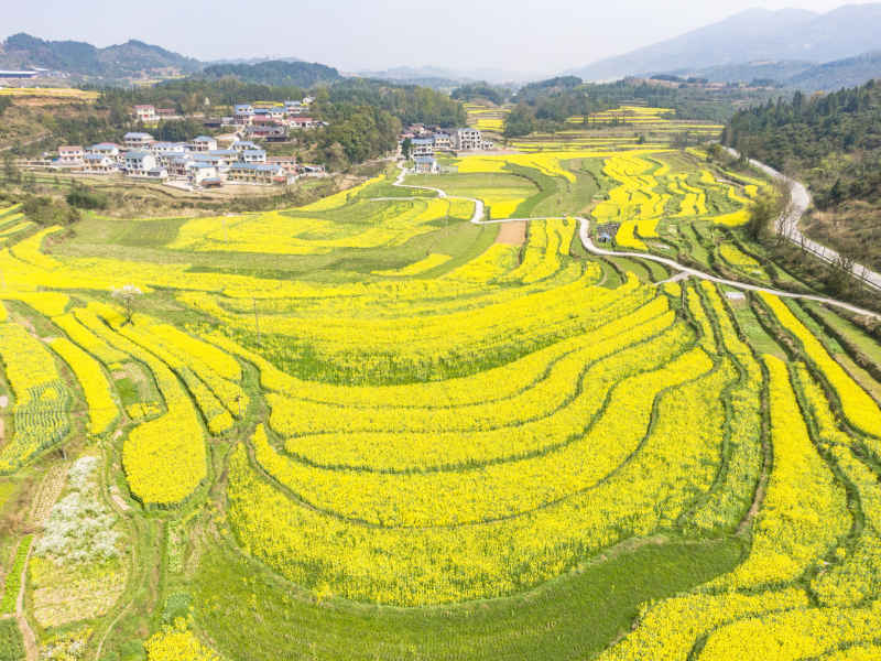 美丽乡村金黄油菜花盛开航拍摄影图 