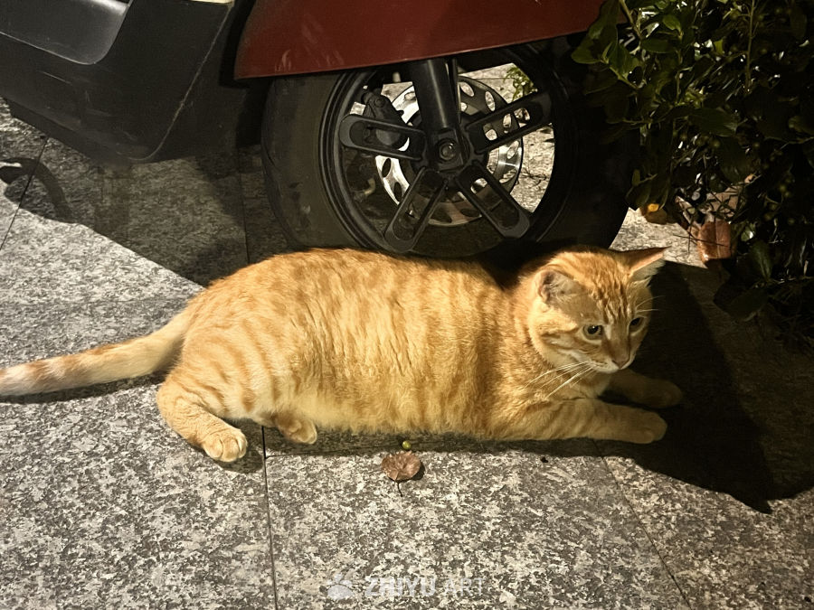夜幕下的橙猫