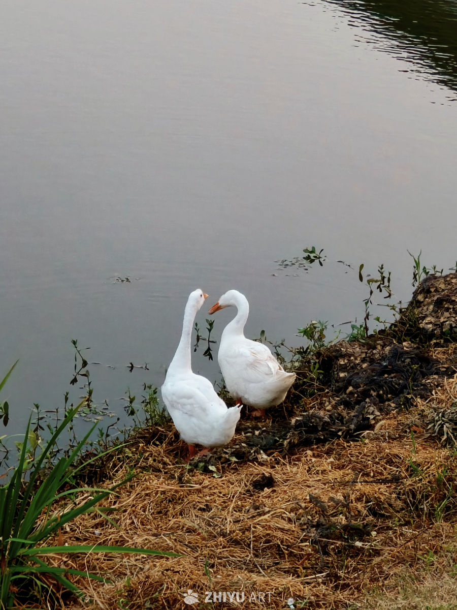 河畔嬉戏的大鹅
