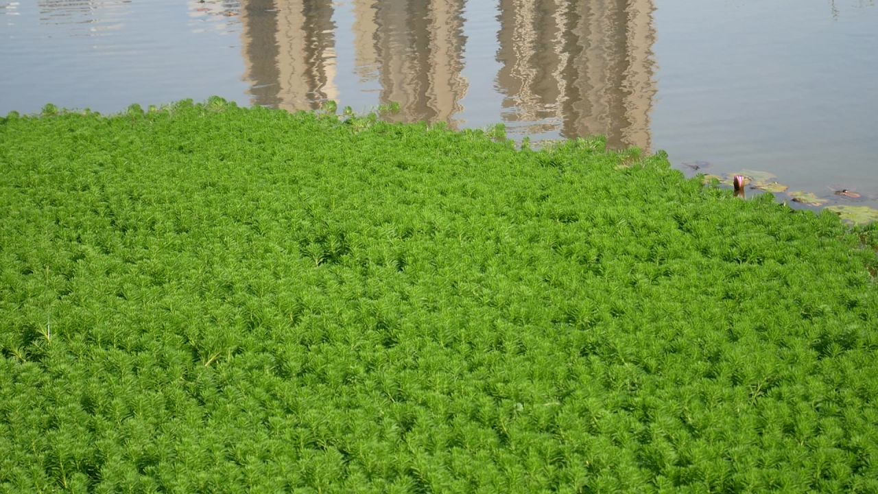 高楼和湖中倒影