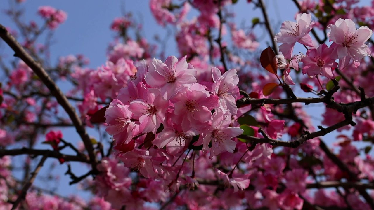春天盛开的海棠花 1
