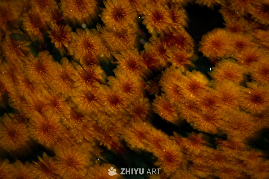 花 3