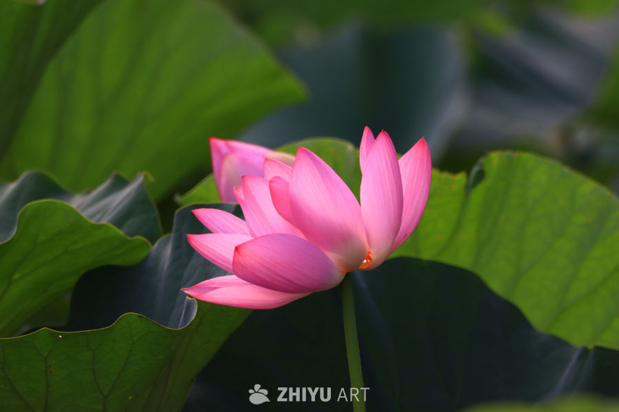 盛夏荷花 160