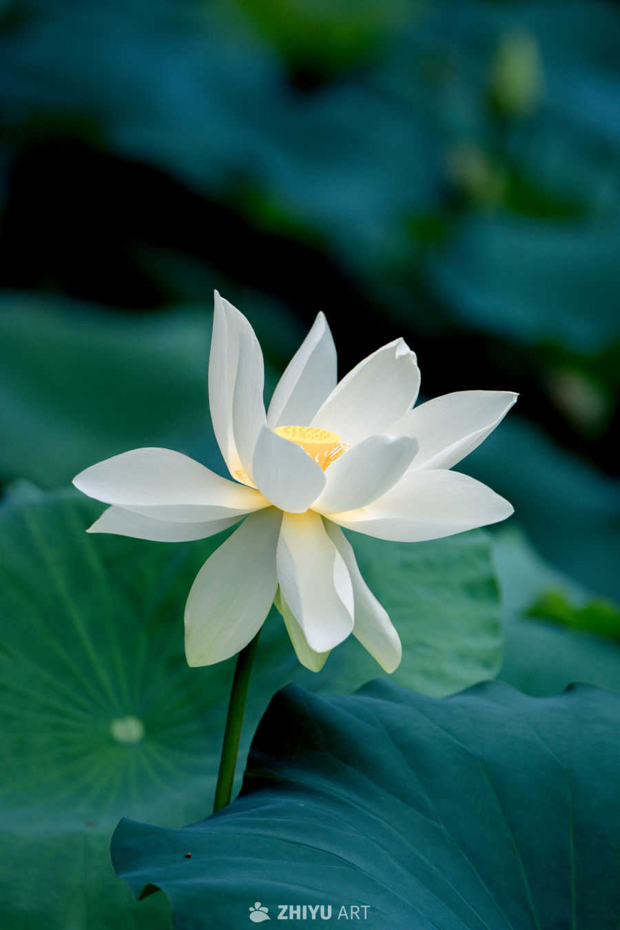 荷花 36