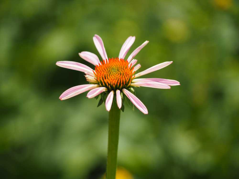 雏菊