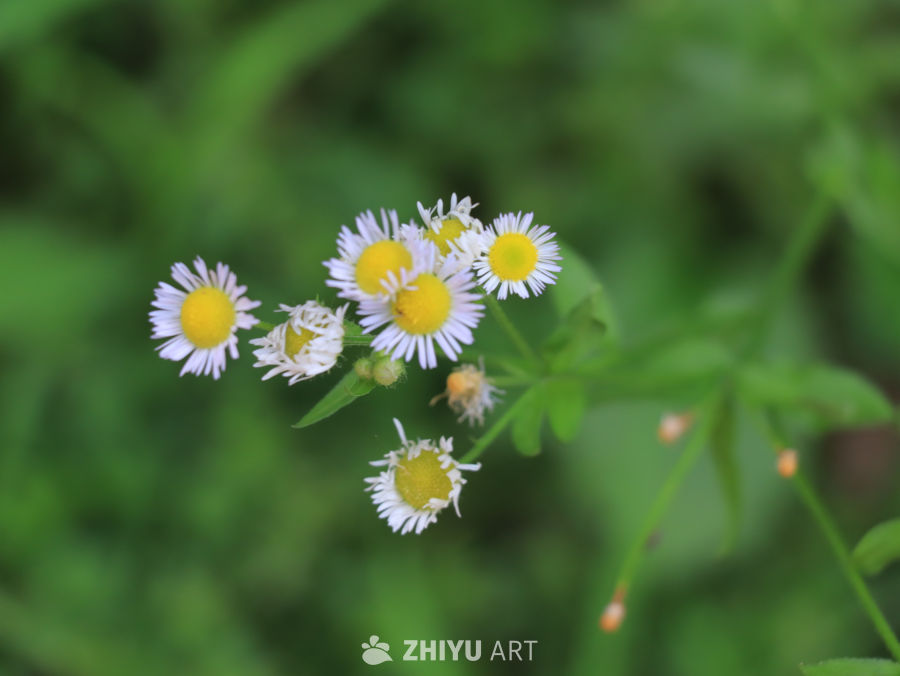 生机勃勃的白色小花