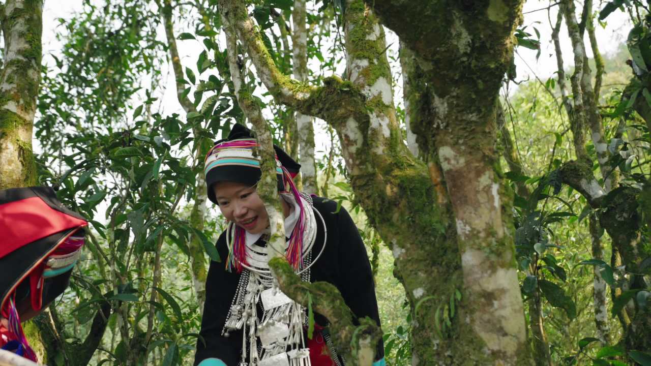 森林中的传统对话