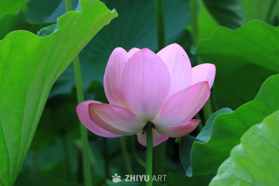 荷花 111