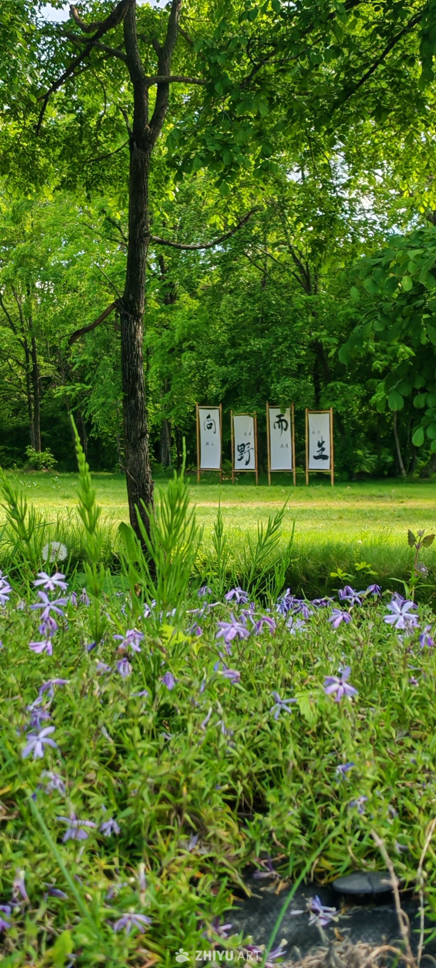 山间林韵 春花向野