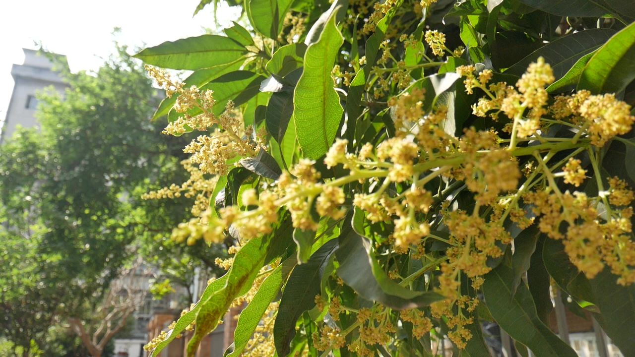 芒果花开盛2