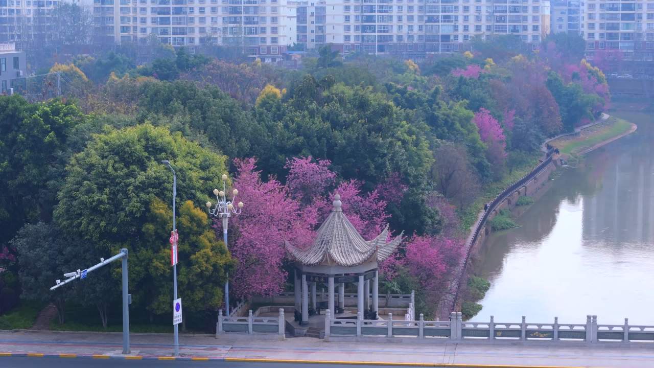 樱花盛开的城市公园