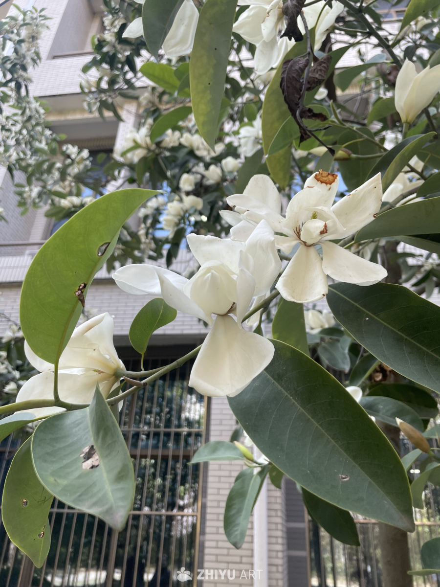 春季花卉 1