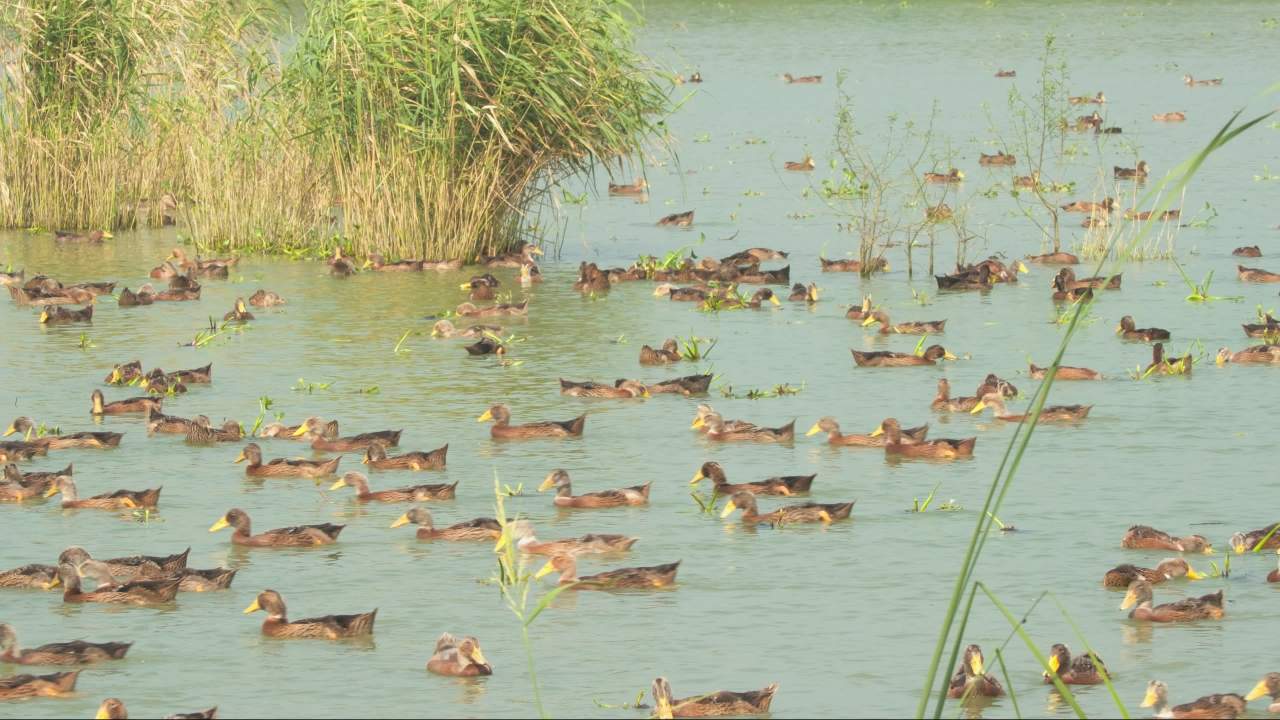 天然喂养散养土鸭老鸭麻鸭 7