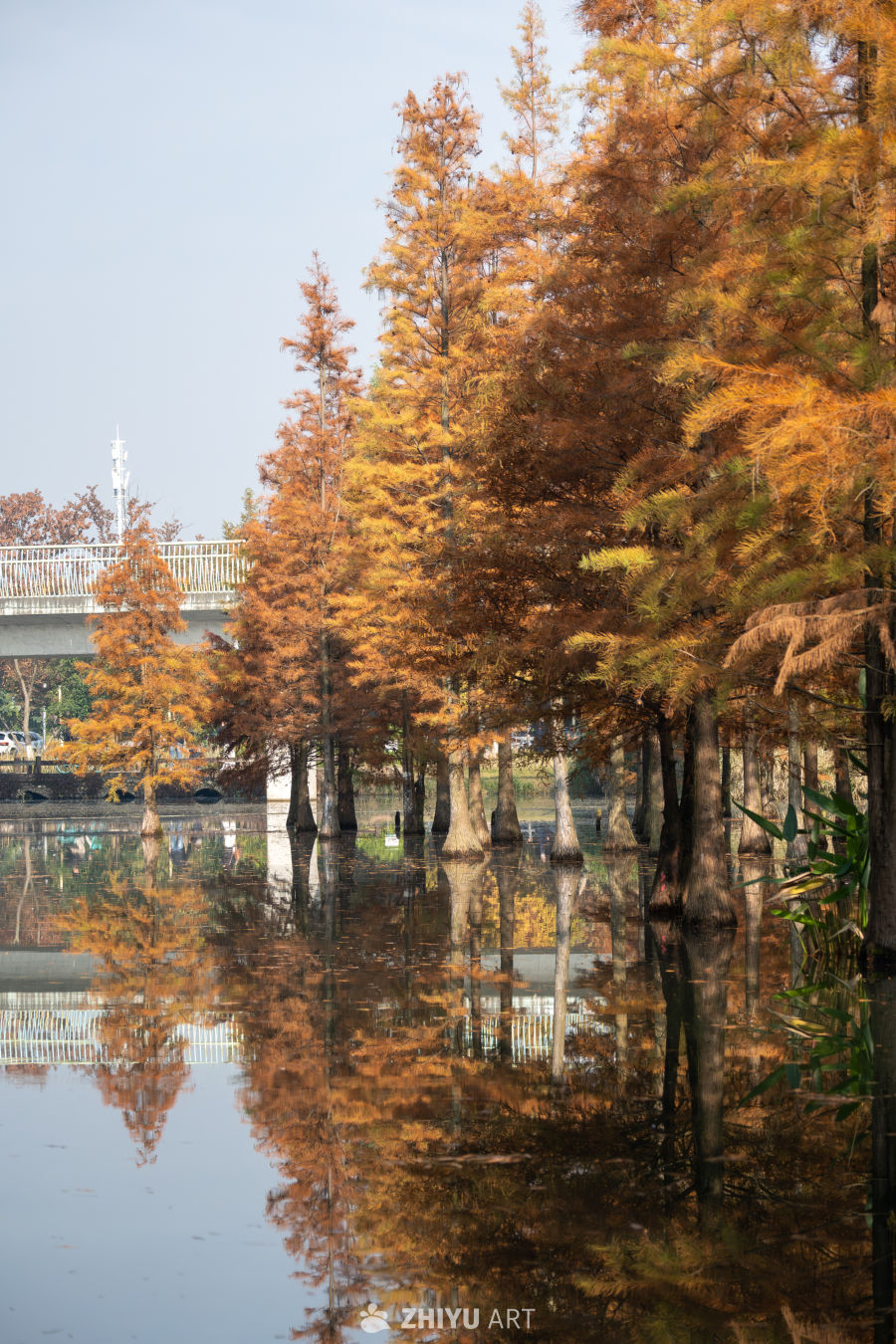 落羽杉水杉林的秋季景观