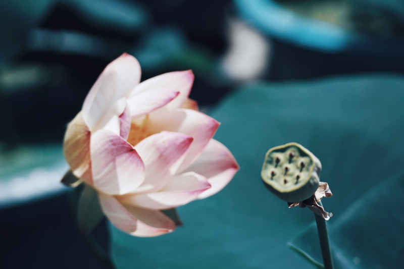花卉 1