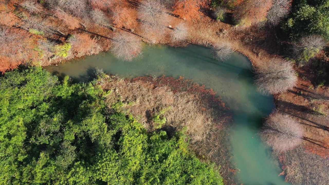 五桂山水松树1