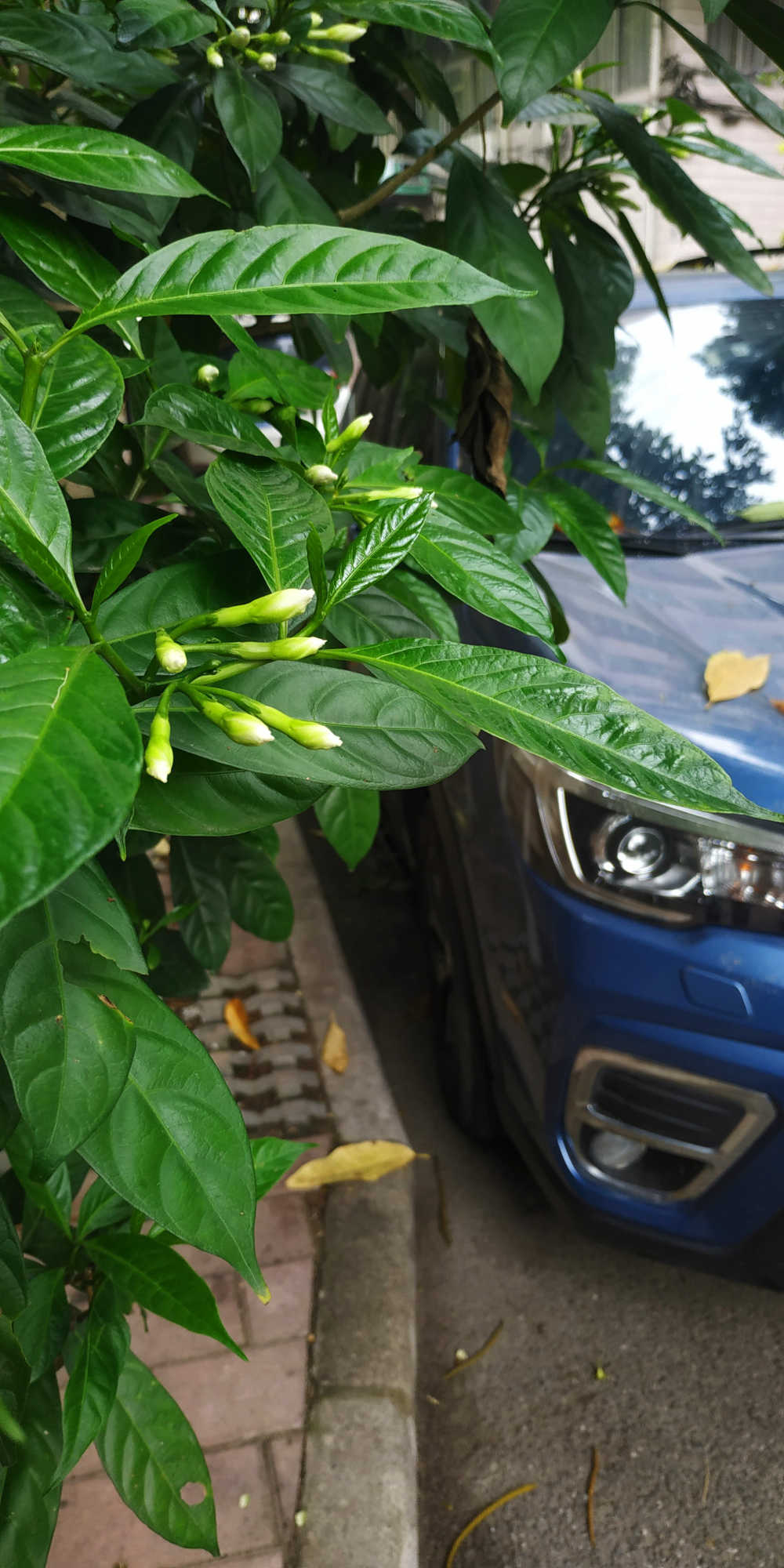 含苞待放的狗牙花