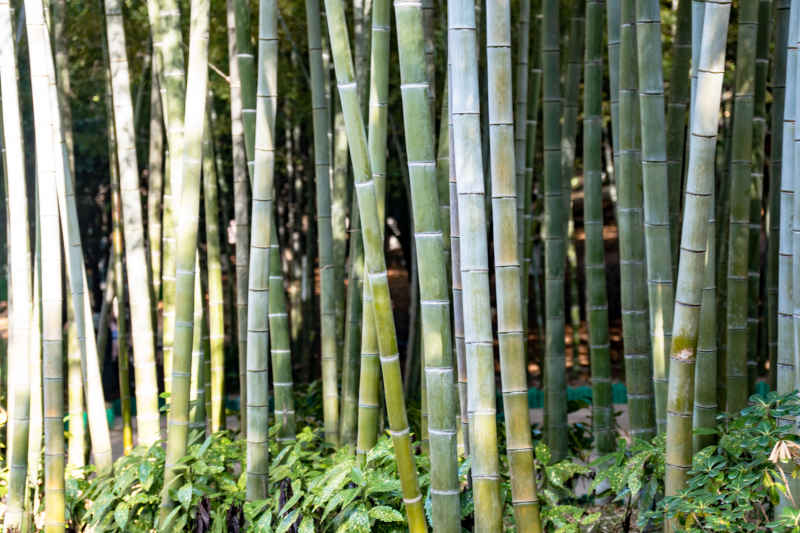 植物竹叶竹子树枝树叶摄影图