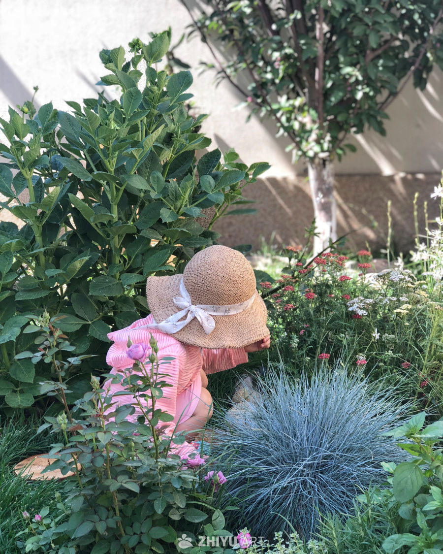花园里的小花仙