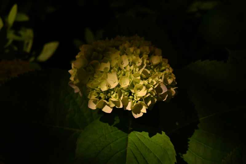 绣球花 14
